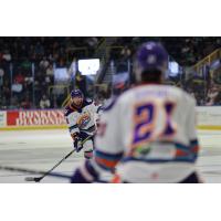 Orlando Solar Bears in action